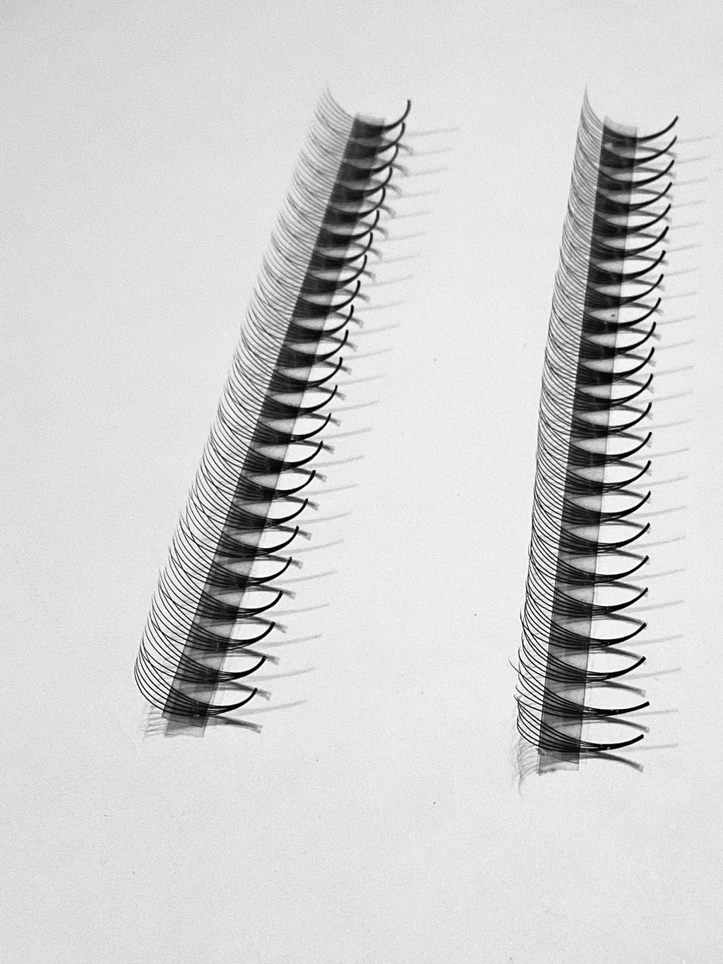 6D Narrow LADIES ON THE LASH