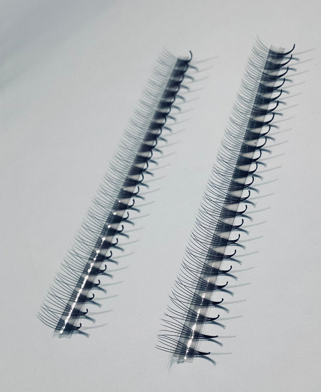 6D Narrow LADIES ON THE LASH