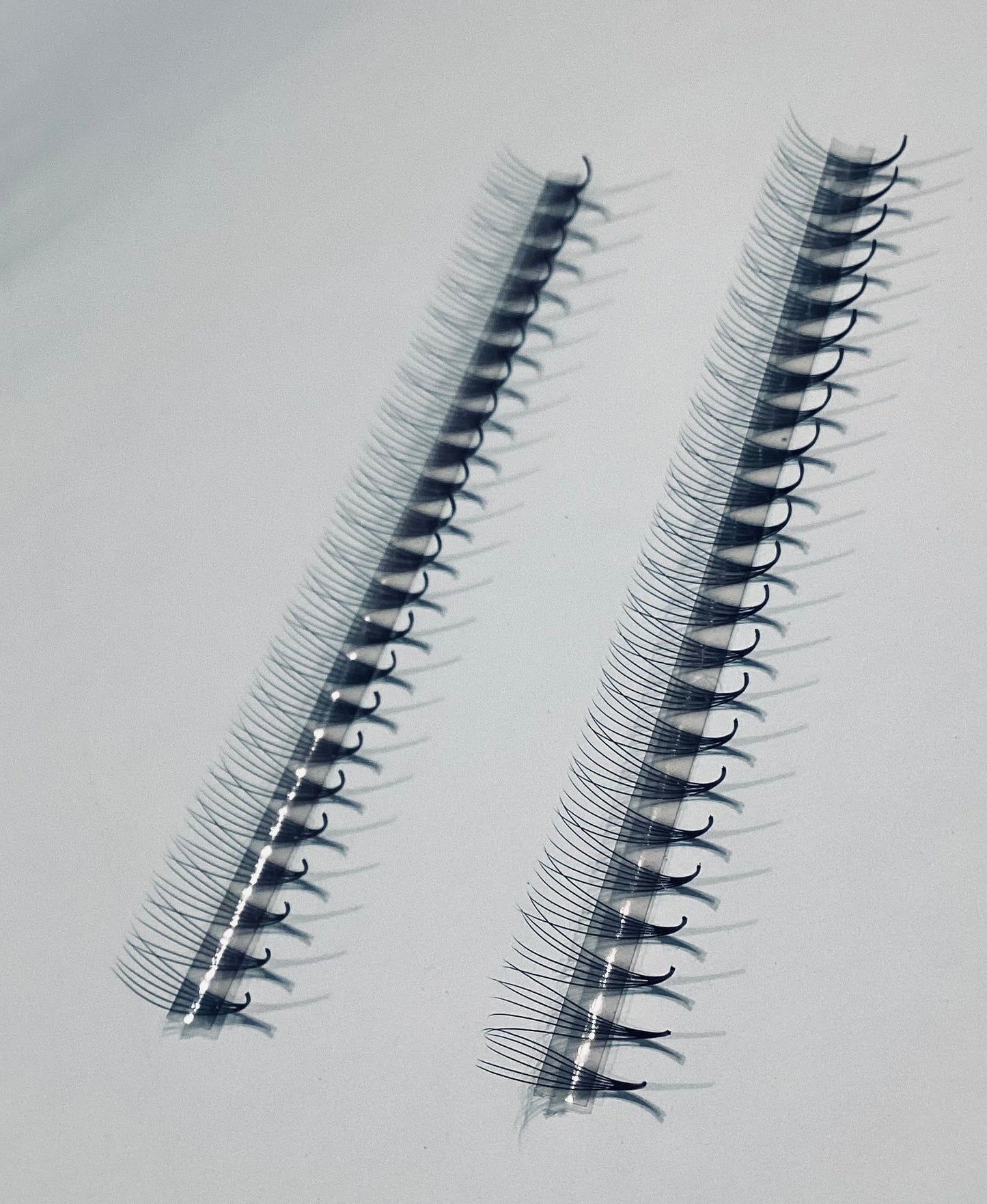 6D Narrow LADIES ON THE LASH