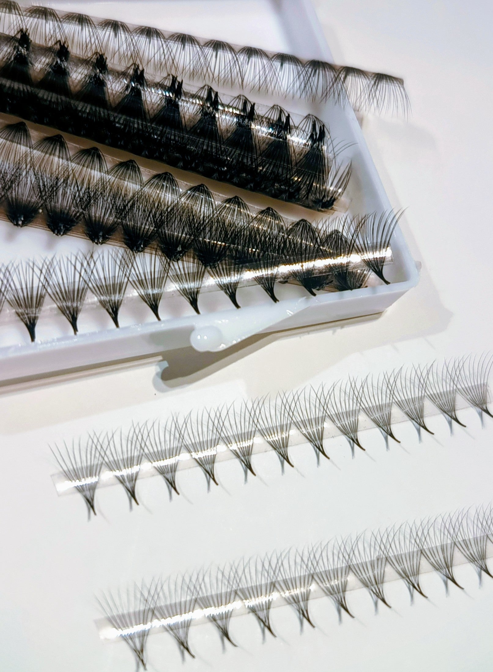 10D 500 evantaie LADIES ON THE LASH